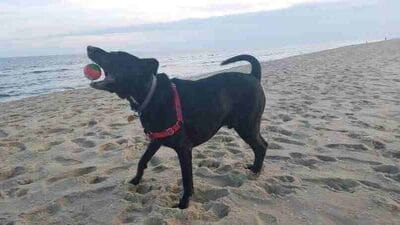 My Dog George at Lewes Beach