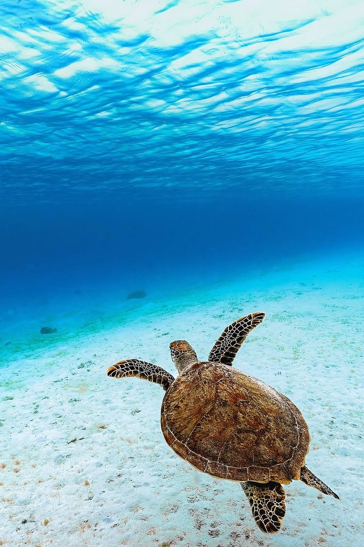 green sea turtle